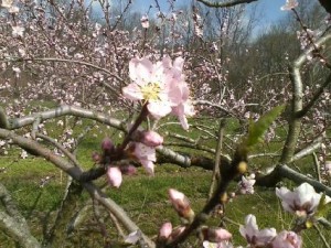 peach blossom