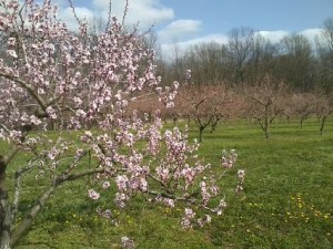 2013 Peach Bloom