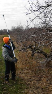 Pruning an apple tree