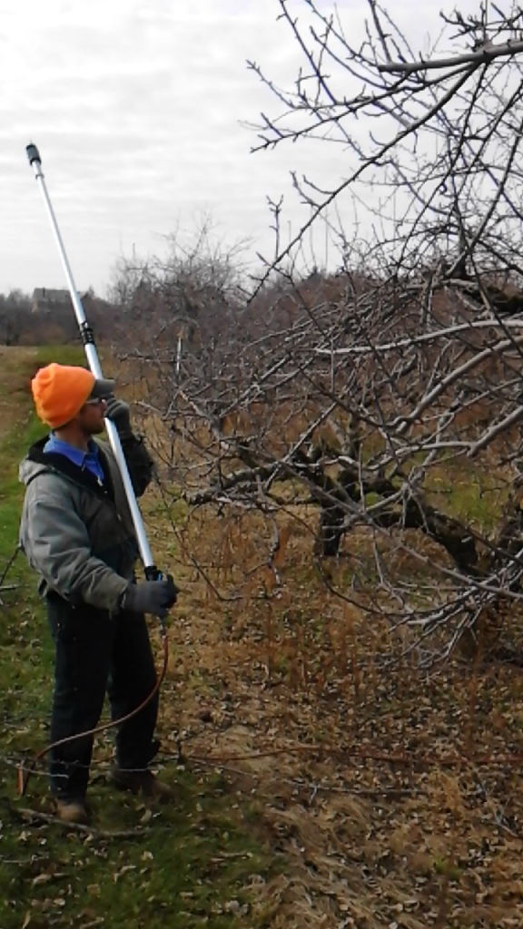 Pruning Our Apple Orchard Doll S Orchards Llcdoll S Orchards Llc