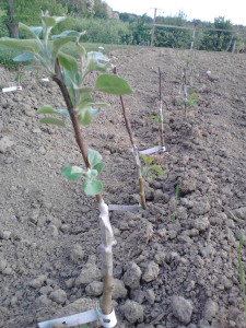 Grafted apple trees beginning to push.