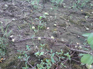 Immature apples litter the ground due to June Drop.